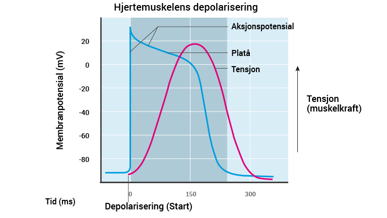 11_hjertemuskelens-depolarisering_2016_norsk