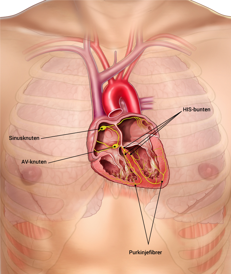 09_hjertetsledningsnett_norsk
