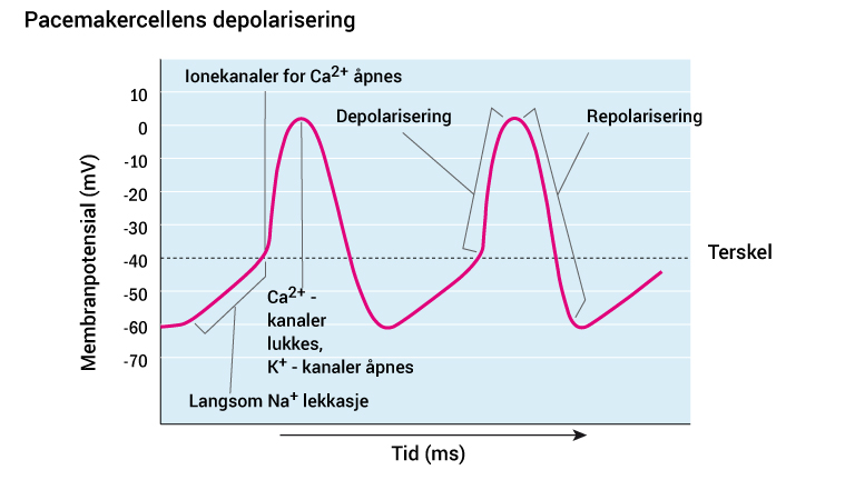 10_pacemakercellens-depolarisering_2016_norsk